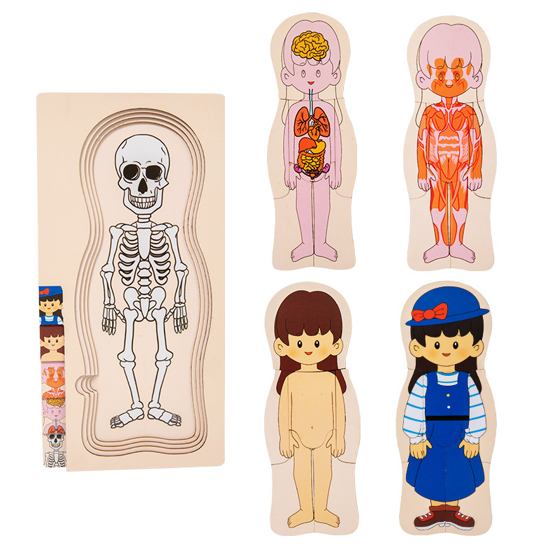 Wooden Human Body Structure Puzzle Montessori Children's Multilayer Plane Puzzle Early Education Panel Toy Figure Growth Cognition