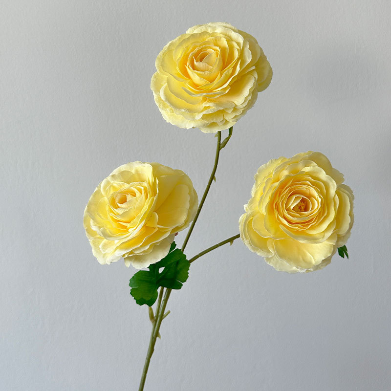 Yellow camellia