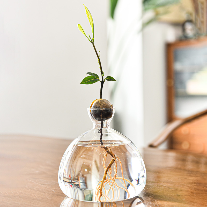 Japanese style avocado hydroponic vase butter kernel seed planting cultivation container utensils special vase pot gardening