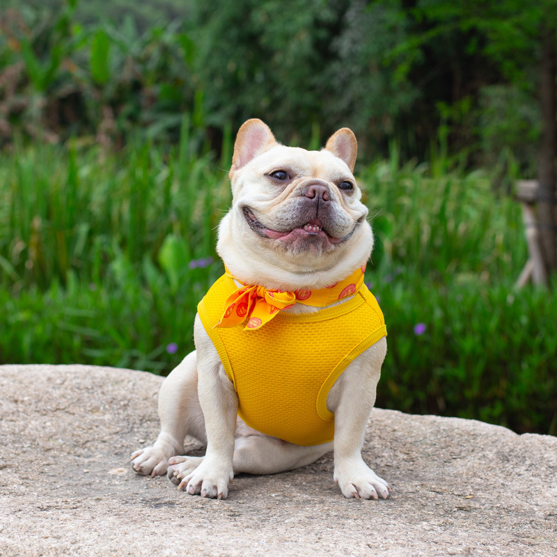 Chao Brand Spring and Summer Dog Mesh Vest Fadou Clothes Thin Breathable Bagor Schanery Pet Clothing Wholesale