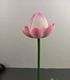 Pink with Rod Bud water
