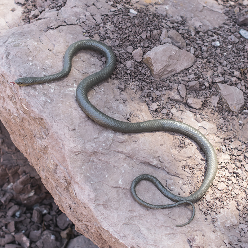 Cross-border Snake Prank with String Clip Prank Snake Tricky Toy Snake S-shaped Water Snake