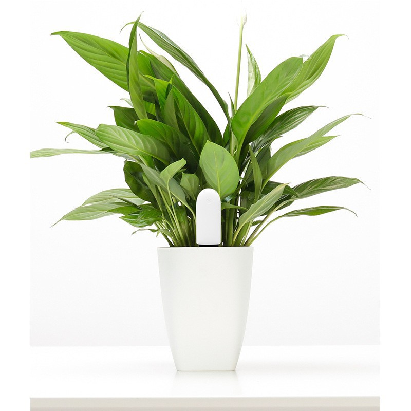 Millet flowers and plants detector flower gardening flowers green plant monitor meat potted soil International Edition