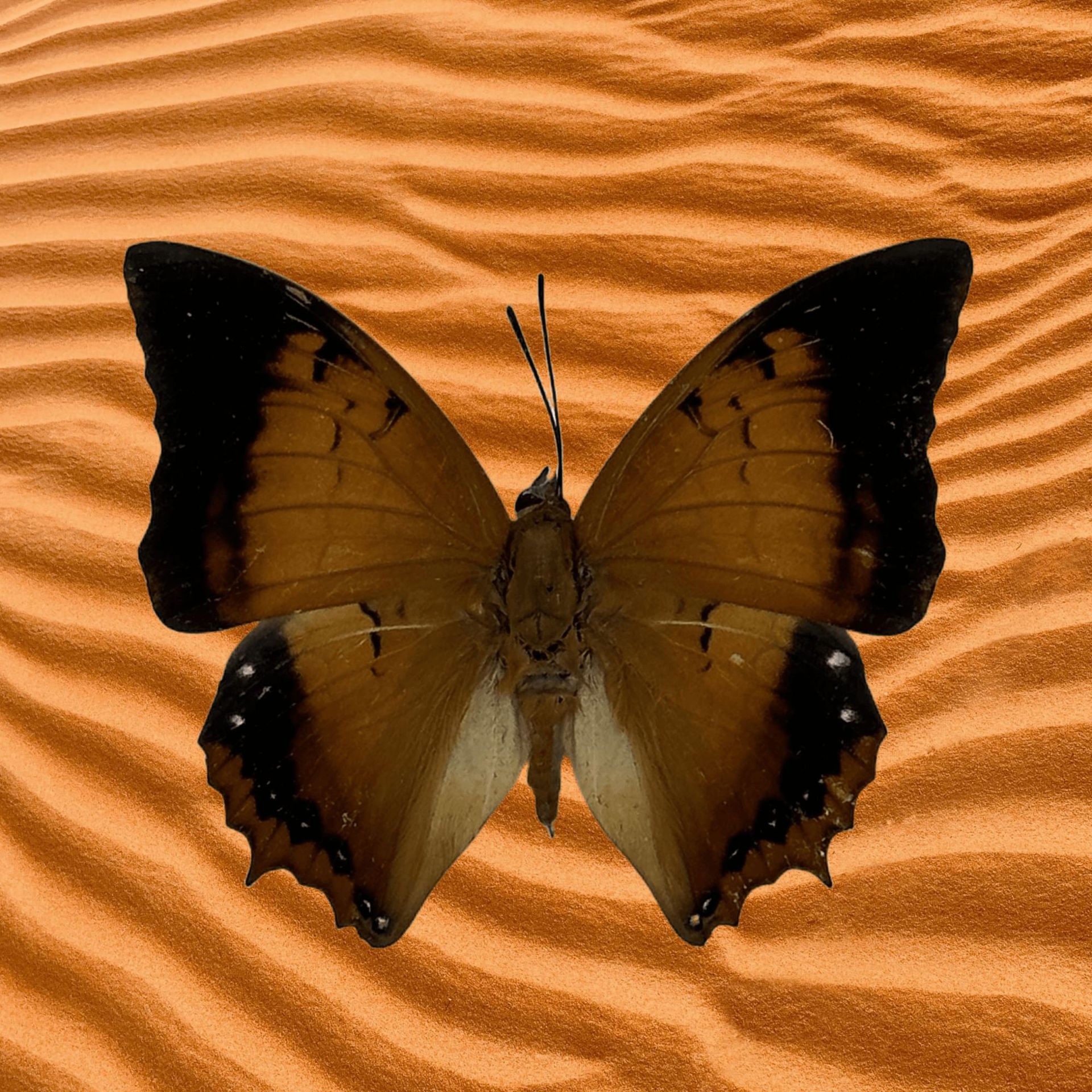Factory direct real butterfly specimen wings green belt Cui Feng butterfly insect specimen kindergarten teaching science exhibits