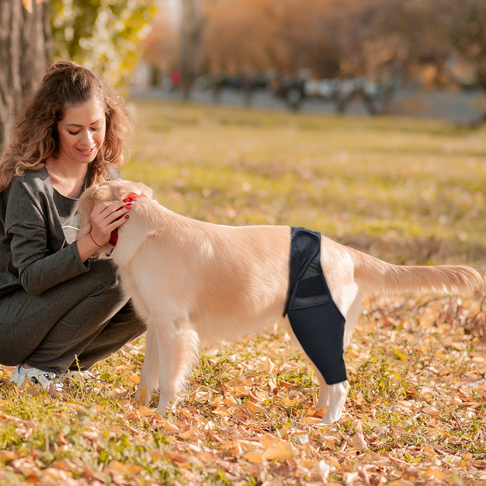 Dog thigh protector joint knee protector leg protector weakness injury protection postoperative rehabilitation bracket fixed leg strap