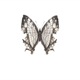 Map Butterfly