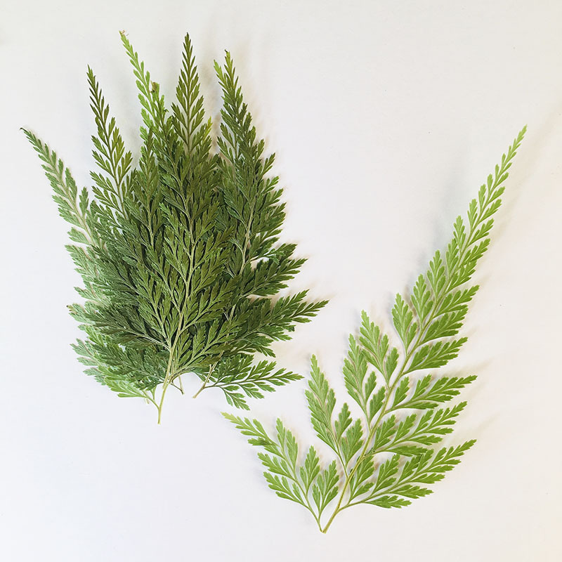 緑烏シダ植物標本幼稚園手作り木の葉貼り絵携帯ケース押花スタンド滴糊ドライ花エンボス|undefined