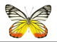 Superior spotted pink butterfly