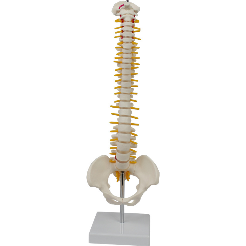 Medium Spine with Pelvis (Vertical) Model Human Skeleton Model Spine Model