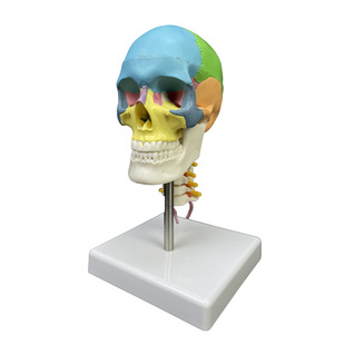 Produced Human Skeleton Anatomical Model Small 1/2 Color Skull with Cervical Vertebrae Model
