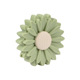 Sour Orange Daisy