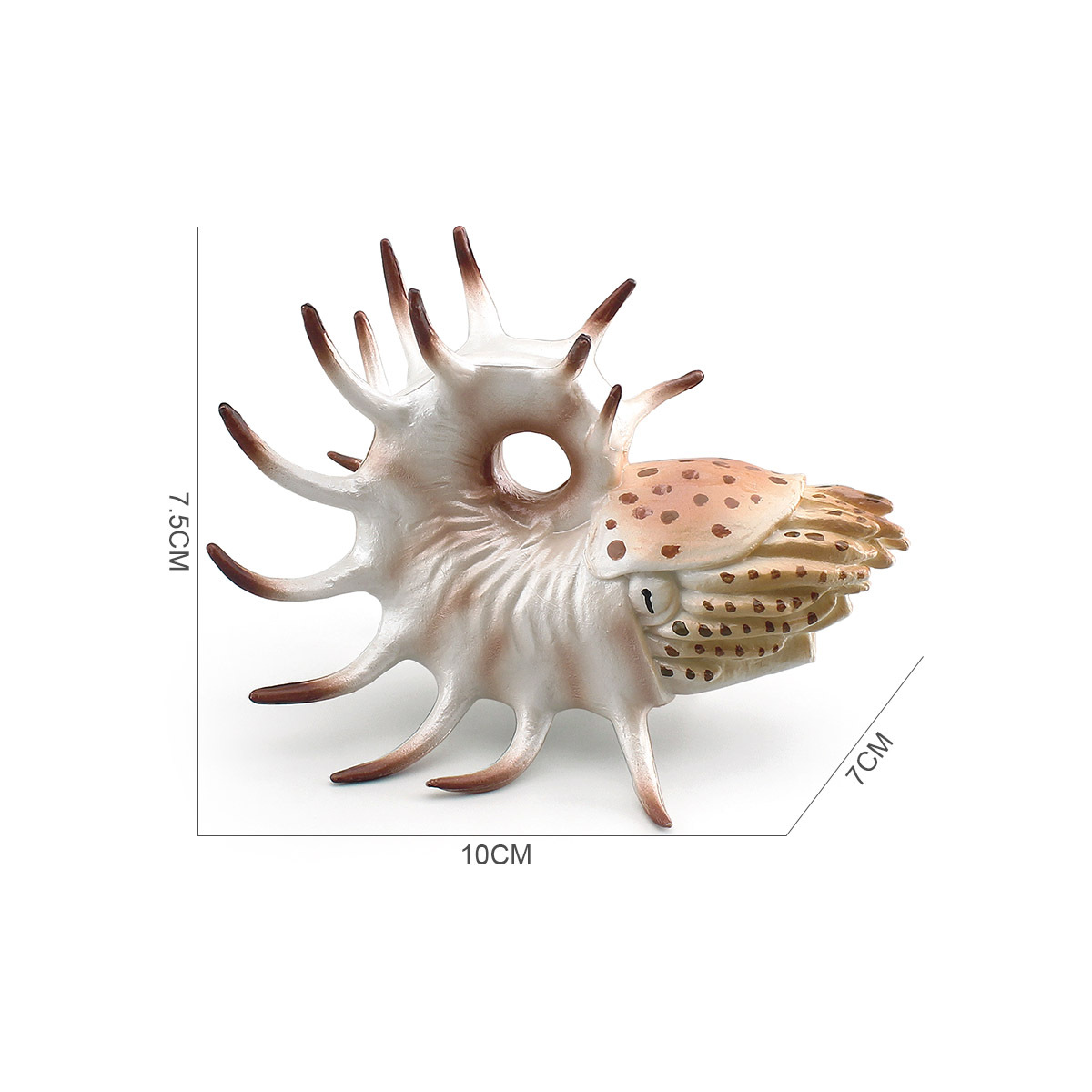 跨境仿真海洋动物模型儿童科教远古海底生物空脊鹦鹉螺装饰摆件