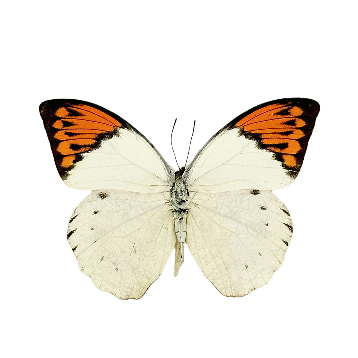 Factory direct real butterfly specimen wings green belt Cui Feng butterfly insect specimen kindergarten teaching science exhibits