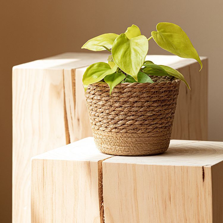 European-style Natural Seagrass Woven Flower Pot Rattan Plant Green Plant Bridesmaid Home Decoration Flower Basket Storage Basket
