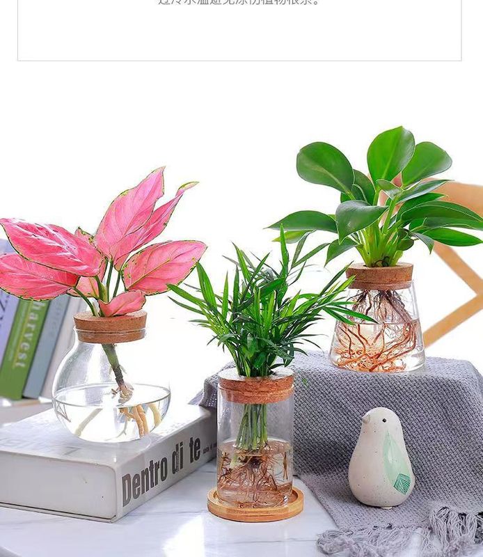 環境に優しい水耕植物ボトル - ペットガーデニング用品 - 土を使わずに屋内で植物を育てる透明な花瓶スタイル|undefined