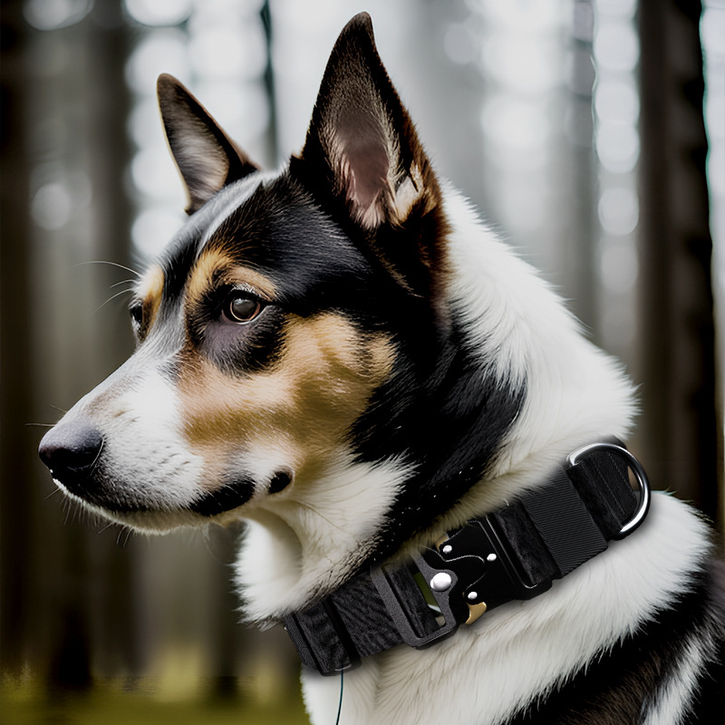 Amazon new pet collar explosion-proof tactical collar can hold dog collar dog chain in stock wholesale