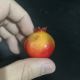 Mini Pomegranate