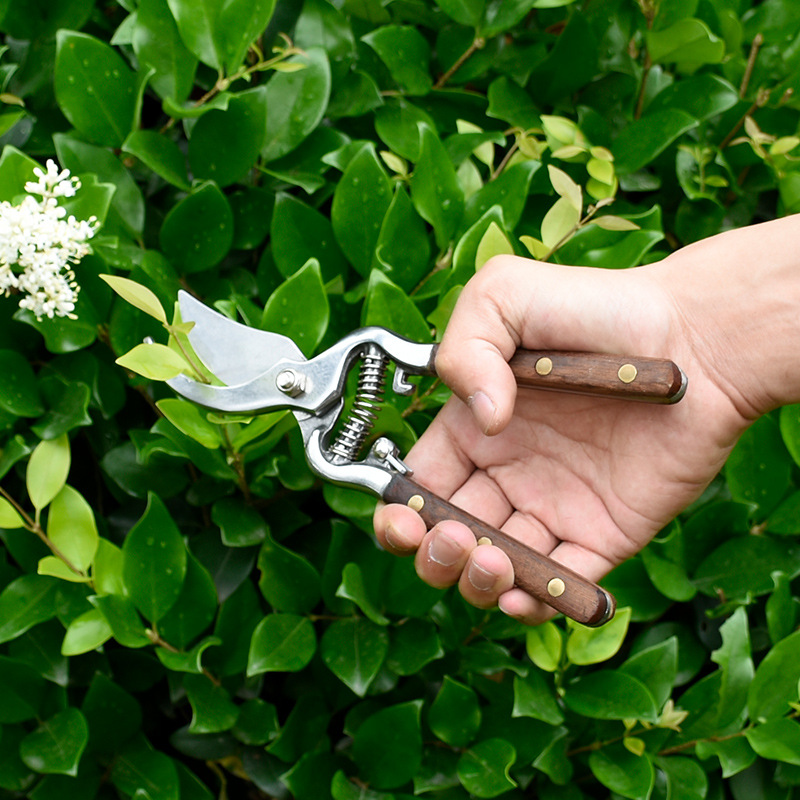 Fraxinus mandshurica wood handle pruning shears Floral Garden Fruit tree pruning branch pruning shears knife labor-saving household gardening tools
