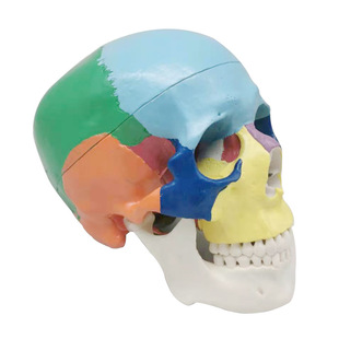 Human body color model dental oral teaching skull color skull 1:1 dental skull head mold