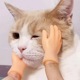 A pair of cat gloves
