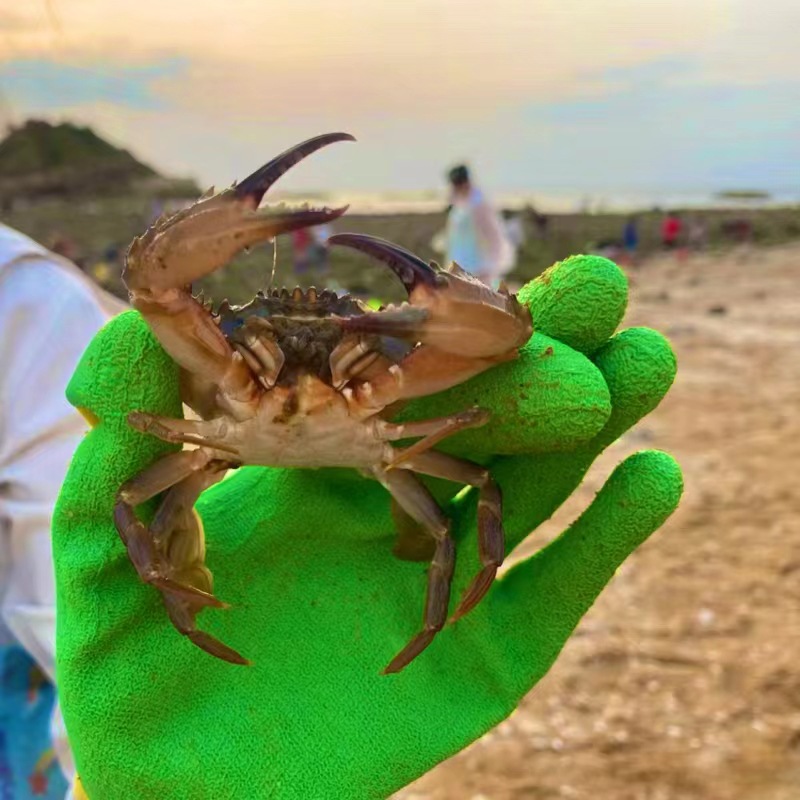 Children's special gloves for catching crabs in the sea for boys and girls Anti-bite and anti-stab beach crab catching protective tools