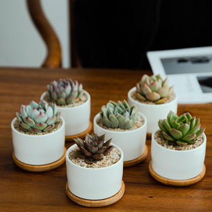 Cross-border export white porcelain fleshy flowerpot bamboo tray creative combination ceramic potted Amazon hot-selling products