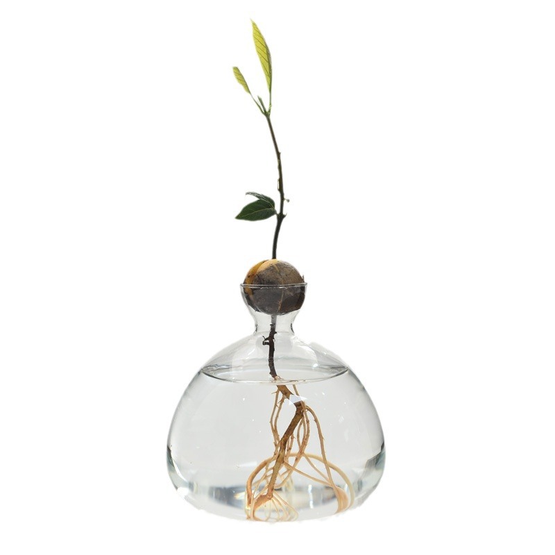 Japanese style avocado hydroponic vase butter kernel seed planting cultivation container utensils special vase pot gardening