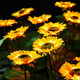 Outdoor Solar Sunflower Lantern Courtyard Garden Lawn Decoration Floor Insert Light Simulation Landscape Plant Atmosphere Light