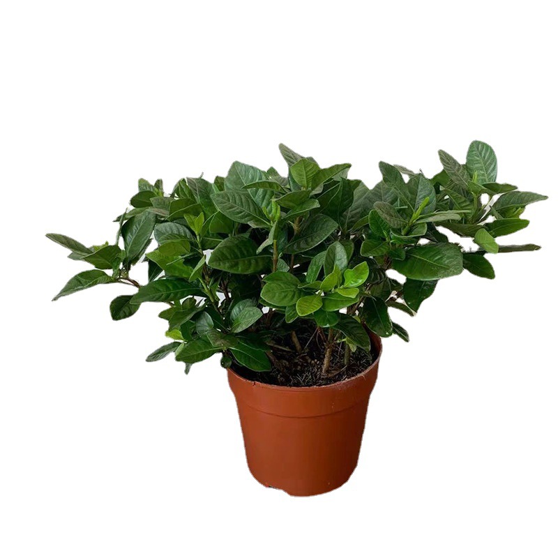 Fleshy Flower Pot Plastic Thickened Seedling Cup Net Bottom Pot Base Nursery Simple Root Control Green Plant Rigid Breathable Container