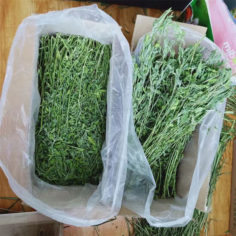Drying Alfalfa Hay, Alfalfa, Pasture, Rabbit Grass, Rabbit Feed, Rabbit Food