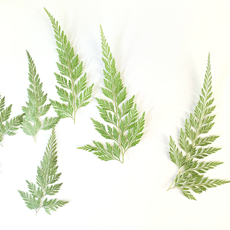 緑烏シダ植物標本幼稚園手作り木の葉貼り絵携帯ケース押花スタンド滴糊ドライ花エンボス|undefined