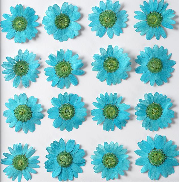 Crystal chrysanthemum flower white crystal chrysanthemum embossed diy handmade flower painting bookmark aromatherapy candle plant teaching specimen