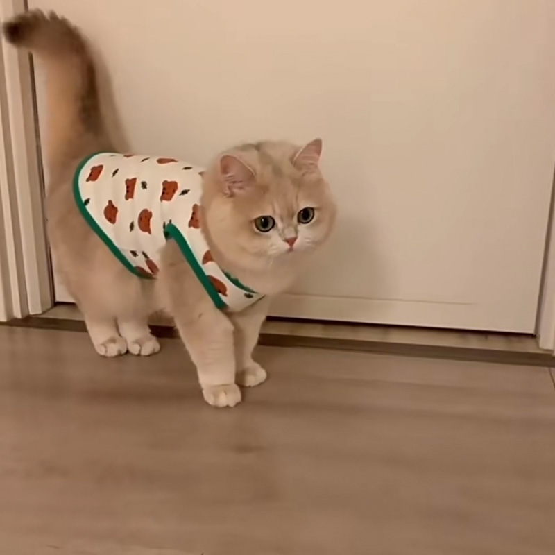 Cat Clothes Anti-lint Summer Thin British and American Short Blue Cat Puppet Cat Small Dog Teddy Dog Summer Vest