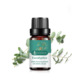 Single: eucalyptus/eucalyptus Eucalyptus 10ml