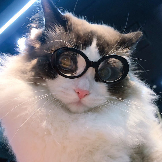 Pet sunglasses cat model fashion love glasses sunglasses dog beach beach photo sunglasses wholesale