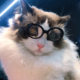 Pet sunglasses cat model fashion love glasses sunglasses dog beach beach photo sunglasses wholesale