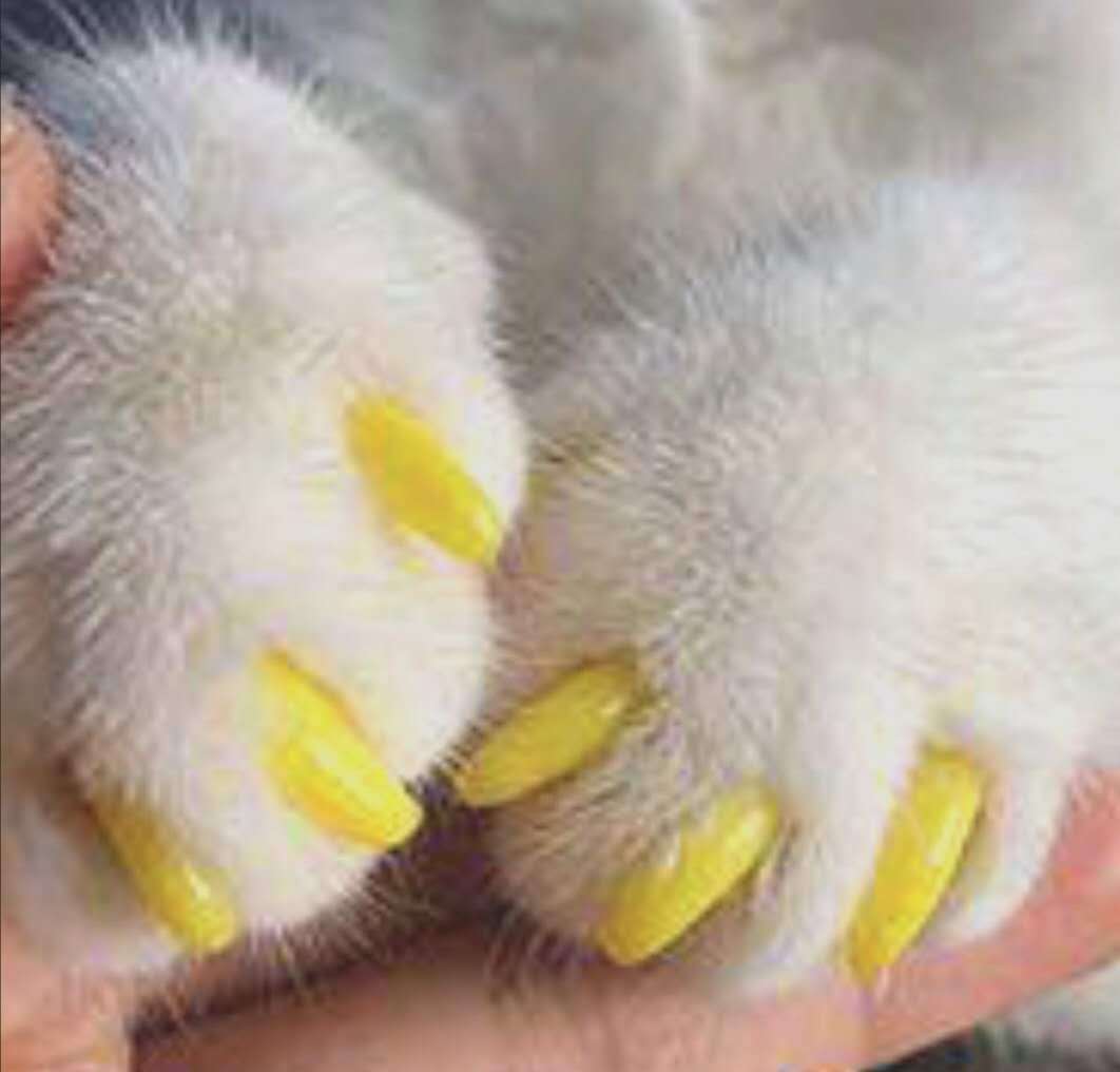 Pet Nail Set Dog Meow Mi Nail Beauty Claw Set Cat Nail Set Dog Nail Set