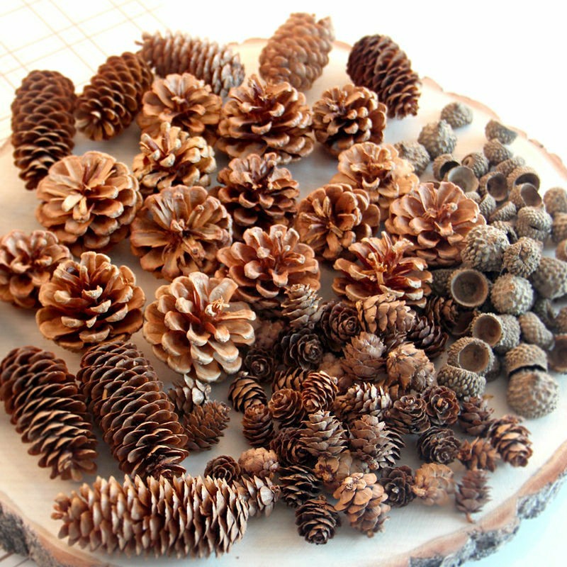 Larch Flower Small Pine Fruit Decoration Pine Tower Wild Children Handmade Creative Handmade diy Kindergarten Decoration Material