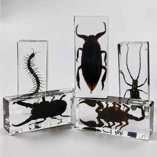 Viking square technology cross-border wholesale real insect specimens high permeability resin amber large acrylic ornaments embedded