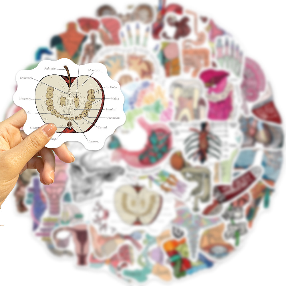 50 cartoon organ anatomy picture graffiti stickers personalized decoration guitar notebook luggage DIY waterproof