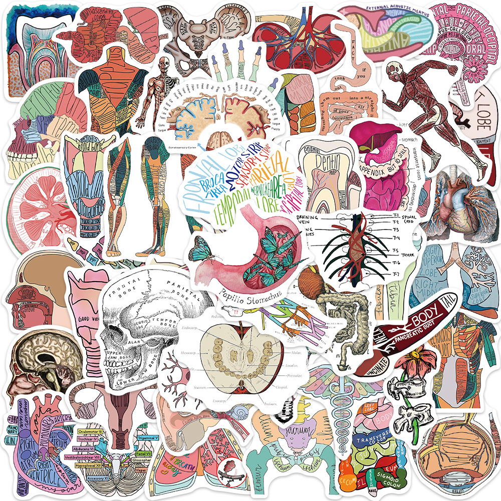 50 cartoon organ anatomy picture graffiti stickers personalized decoration guitar notebook luggage DIY waterproof
