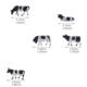 Solid simulation animal model suit farm animal toy black and white cow
