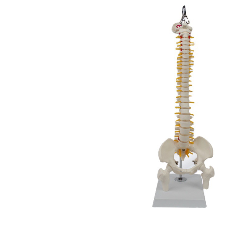 Human Medium Spine Collection Human Skeleton Model Spine Model Skeleton Medical Teaching Aware
