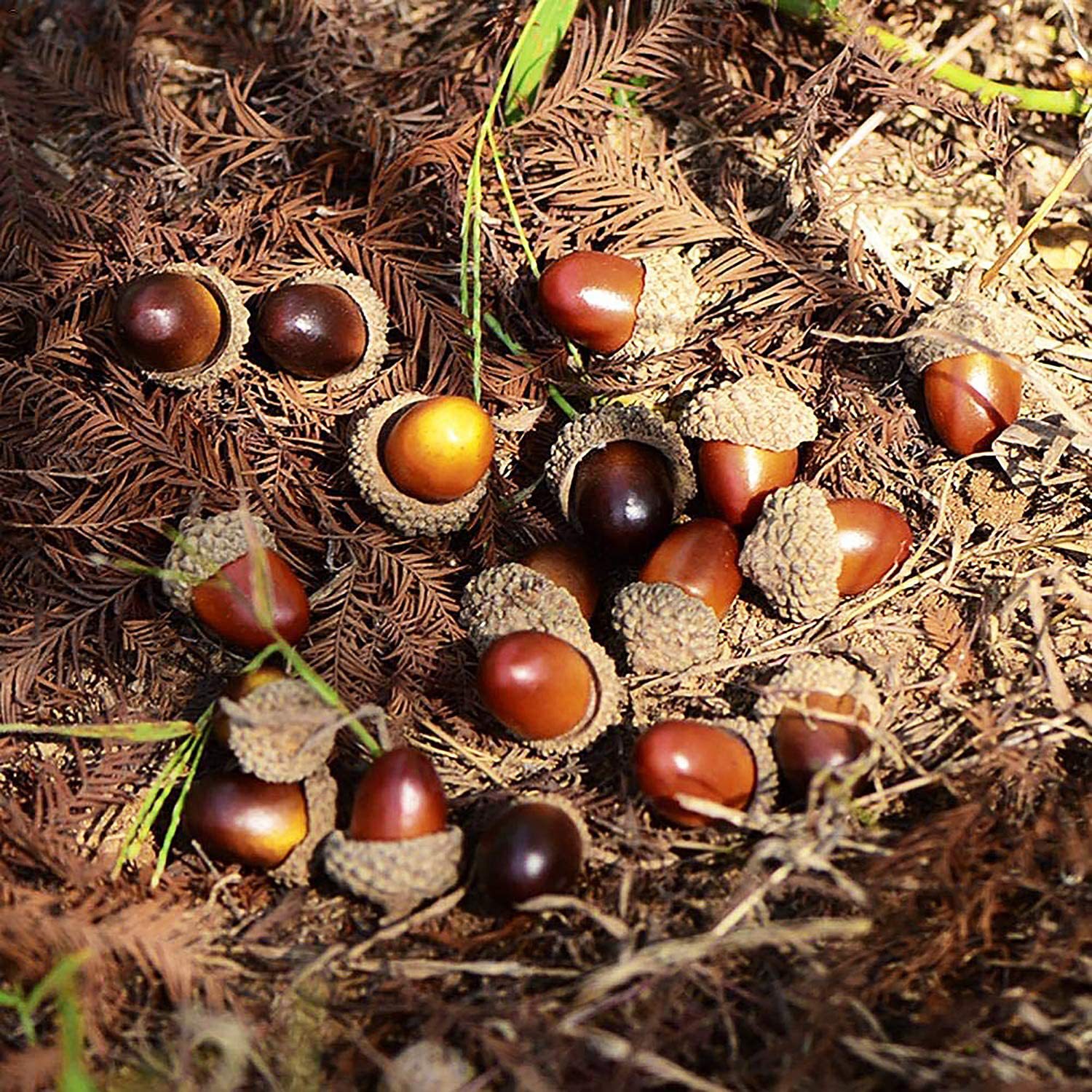Natural Small Acorn Hazelnut Simulation Acorn Halloween Christmas DIY Decoration Accessories Photography Props