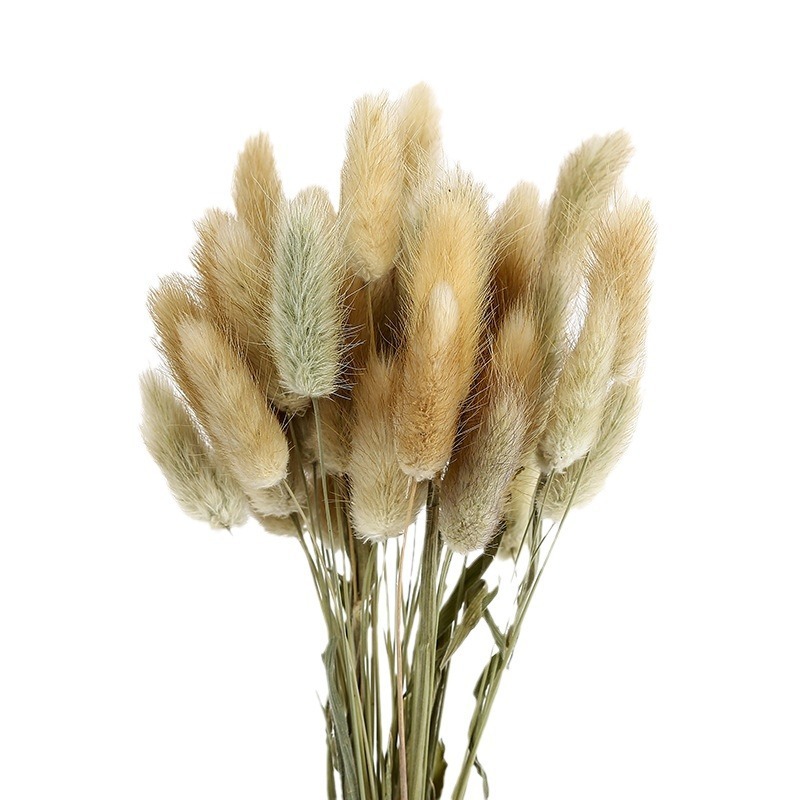 ホーム装飾ウサギの尾の草の乾いた花の花束の真の花の永遠の花の犬の尾の草の乾いた花の撮影の道具ウサギの尾の草|undefined